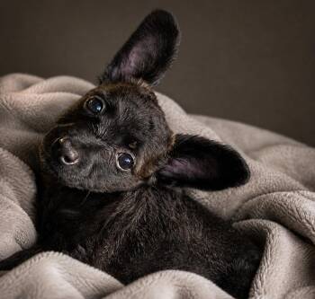 Red -  Chihuahua and Pomeranian Dog Available for Adoption in Warren, Ohio - Red | PetCurious