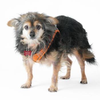 Banner 13442 -  Terrier Dog for Adoption in San Francisco, California - Banner 13442 | PetCurious