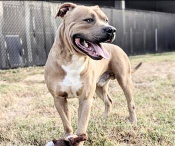 Rescue Staffordshire Bull Terrier and Mixed Breed Dogs for Adoption in Houston, Texas - FAUNTLEROY | PetCurious