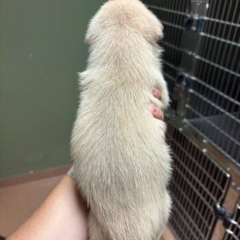 Calamari -  Mixed Breed Dog for Adoption in Springboro, Ohio - Calamari | PetCurious