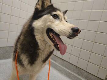 ARTICUNO -  Siberian Husky Dog for Adoption in Tustin, California - ARTICUNO | PetCurious