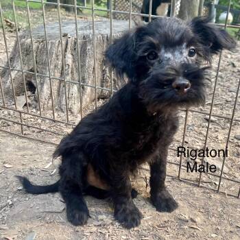Rigatoni -  Miniature Schnauzer and Poodle Dog for Adoption in High View, West Virginia - Rigatoni | PetCurious
