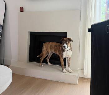 Pit Bull Terrier Dogs Available for Adoption in Pflugerville, Texas - Pernell | PetCurious