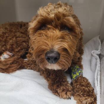 Rescue Golden Retriever and Poodle Dogs for Adoption in Bartlett, Tennessee - Piper | PetCurious