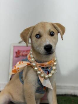 Missy-One of our Amazing Rescue Dogs -  Labrador Retriever and Husky Dog for Adoption in Carlsbad, California - Missy-One Of Our Amazing Rescue Dogs | PetCurious