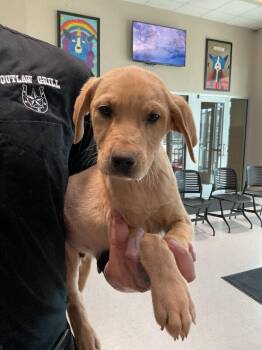 Mixed Breed Dogs Available for Adoption - Groucho | PetCurious