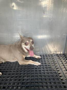 PEPE -  Chihuahua Dog for Adoption in Dallas, Texas - PEPE | PetCurious