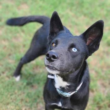 Rescue German Shepherd Dog and Husky Dogs for Adoption in Warren, Rhode Island - Sable | PetCurious