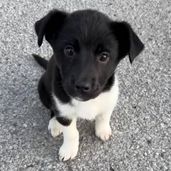 Mixed Breed Dogs Available for Adoption - Nila | PetCurious