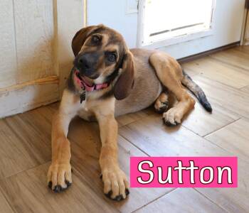 Sutton -  Hound and Rhodesian Ridgeback Dog Available for Adoption in Fort Worth, Texas - Sutton | PetCurious