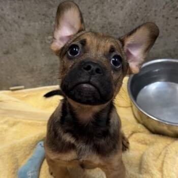 Tim Howard -  Pug and Mixed Breed Dog for Adoption in Los Angeles, California - Tim Howard | PetCurious