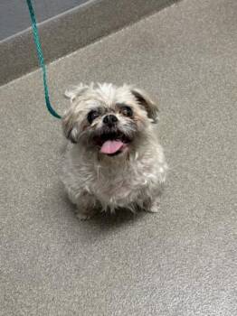 SCUTTLE -  Shih Tzu Dog for Adoption in Las Vegas, Nevada - SCUTTLE | PetCurious