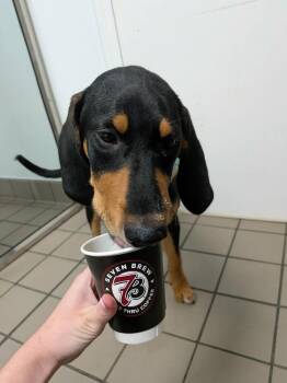 Coonhound Dogs Available for Adoption in Warner Robins, Georgia - Squirrel | PetCurious