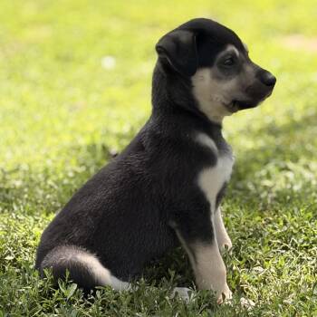 German Shepherd Dog and Golden Retriever Dogs Available for Adoption in Potomac, Maryland - Faith | PetCurious