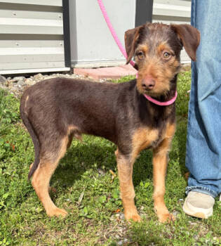 Rescue Miniature Pinscher and Dachshund Dogs for Adoption in Elmira, New York - Tucker | PetCurious