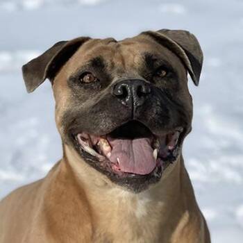 Terrier Dogs Available for Adoption - Ruby | PetCurious