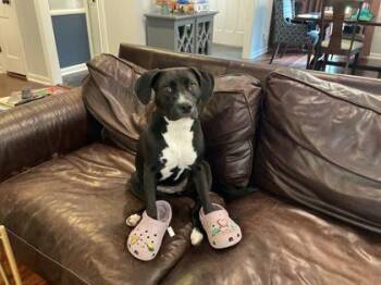 Nola -  Mixed Breed Dog for Adoption in Chamblee, Georgia - Nola | PetCurious