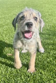 Haze * -  Yorkshire Terrier and Australian Shepherd Dog for Adoption in West Palm Beach, Florida - Haze * | PetCurious