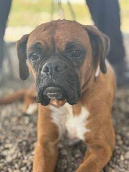 Rescue Boxer Dogs for Adoption in Kuna, Idaho - AUTUMN | PetCurious
