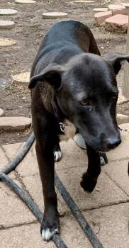 Harlie -  Black Labrador Retriever Dog for Adoption in Plano, Texas - Harlie | PetCurious