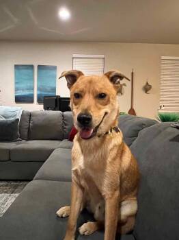 Mixed Breed Dogs Available for Adoption - Arthur | PetCurious