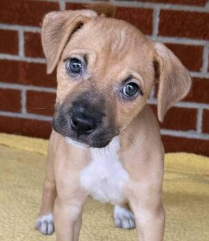 Hound and Boxer Dogs Available for Adoption in Minneapolis, Minnesota - Jessa | PetCurious
