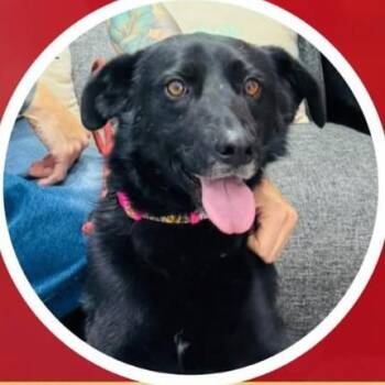 Rintintin -  Labrador Retriever Dog for Adoption in Northbrook, Illinois - Rintintin | PetCurious