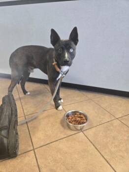 Todd -  Mixed Breed Dog for Adoption in Marion, Ohio - Todd | PetCurious
