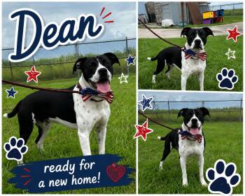 Dean -  Pit Bull Terrier Dog for Adoption in New Iberia, Louisiana - Dean | PetCurious