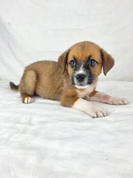 Eeyore the mixed breed puppy -  Spaniel and Beagle Dog for Adoption in Muskego, Wisconsin - Eeyore The Mixed Breed Puppy | PetCurious