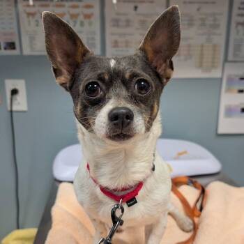 Franklin -  Chihuahua Dog Available for Adoption in New Castle, Delaware - Franklin | PetCurious