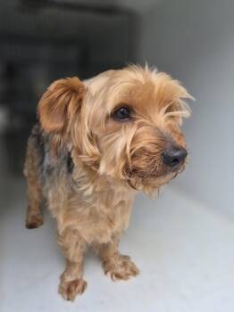 Pen 213 -  Yorkshire Terrier Dog for Adoption in Lawrenceville, Georgia - Pen 213 | PetCurious