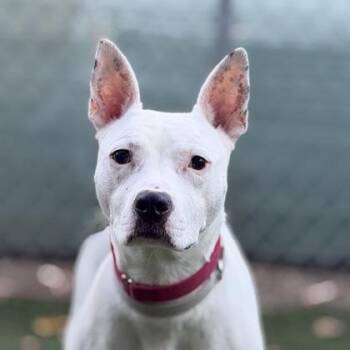 Pinky -  Pit Bull Terrier Dog for Adoption in Sacramento, California - Pinky | PetCurious