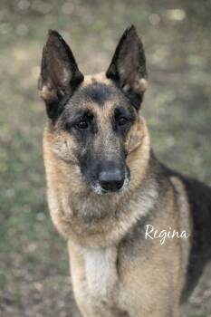 Regina -  German Shepherd Dog Dog for Adoption in Lucas, Texas - Regina | PetCurious