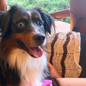 Flynn -  Australian Shepherd and Mixed Breed Dog for Adoption in Alma, Wisconsin - Flynn | PetCurious