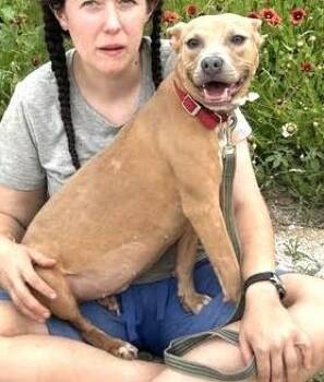 Itty Bitty -  American Staffordshire Terrier Dog for Adoption in Olympia, Washington - Itty Bitty | PetCurious