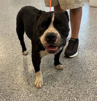 CLOUSEAU -  Mixed Breed Dog for Adoption in Palmetto, Florida - CLOUSEAU | PetCurious