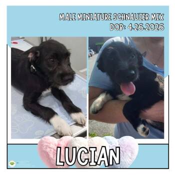 Lucian -  Schnauzer Dog for Adoption in Pottstown, Pennsylvania - Lucian | PetCurious