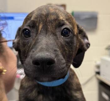 Thalia -  Plott Hound Dog for Adoption in Golden, Colorado - Thalia | PetCurious