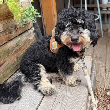 Teetee -  Cavapoo Dog for Adoption in Philadelphia, Pennsylvania - Teetee | PetCurious