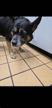 Cattle Dog and Mixed Breed Dogs Available for Adoption in Gainesville, Florida - Rosco | PetCurious