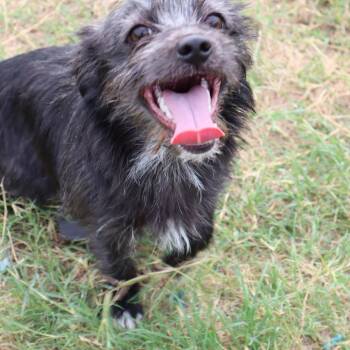 Castle -  Terrier Dog Available for Adoption in San Antonio, Texas - Castle | PetCurious