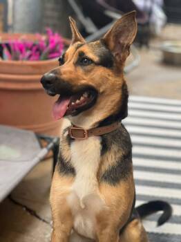 German Shepherd Dog Dogs Available for Adoption in Oriskany, New York - Evie | PetCurious
