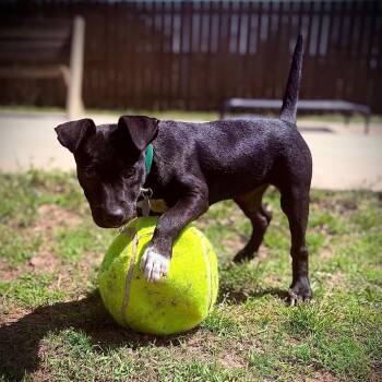 Mixed Breed Dogs Available for Adoption in Greensboro, Georgia - Trinity | PetCurious