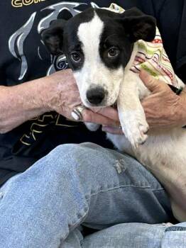 Lily -  Black Labrador Retriever Dog for Adoption in Nocona, Texas - Lily | PetCurious