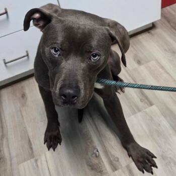 Terrier Dogs Available for Adoption in St. Louis, Missouri - Dipper Pines | PetCurious