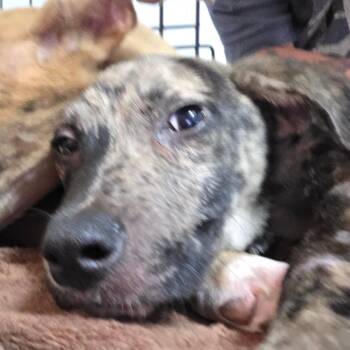Kylo -  Black Mouth Cur and Mixed Breed Dog for Adoption in Starkville, Mississippi - Kylo | PetCurious