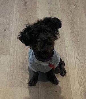 Franz -  Poodle Dog for Adoption in San Diego, California - Franz | PetCurious