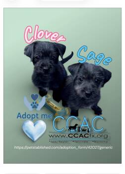 Schnauzer Dogs Available for Adoption - Clover & Sage Are Looking For You!  | PetCurious