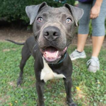 DINO -  Pit Bull Terrier and Mixed Breed Dog for Adoption in Atlanta, Georgia - DINO | PetCurious